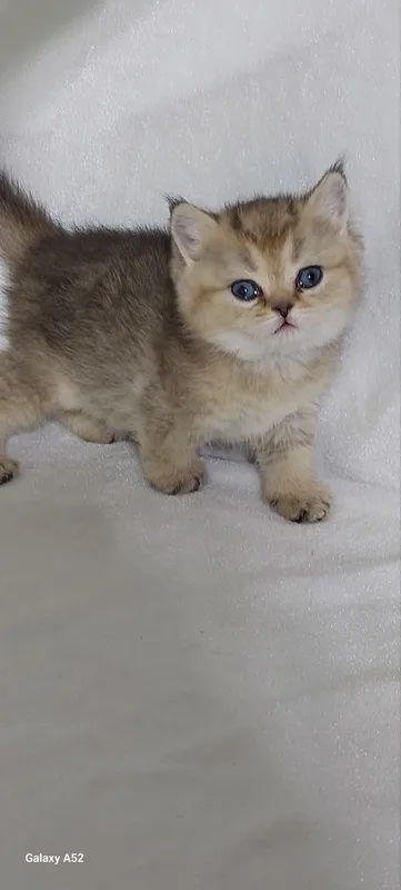 животные кошки 2 животные кошки 2