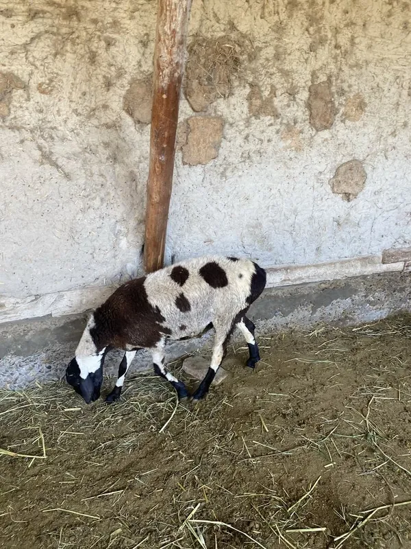 Qo’chqor barra sotiladi uyni moli yeb ichishi zor 4