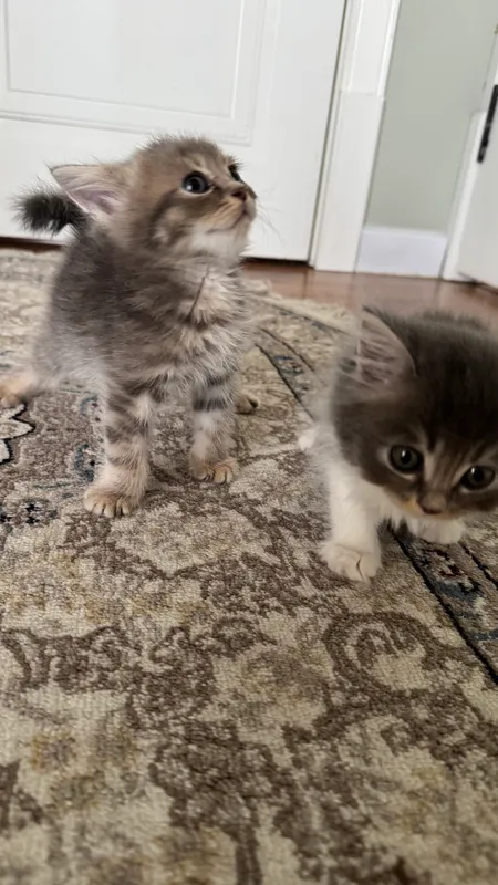 Котята продаются 2