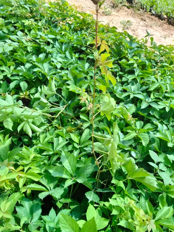 devichina vinagrat