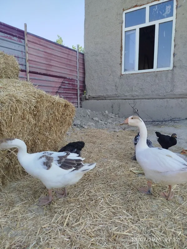G'ozlar sotiladi 1 juft. 1 G'ozlar sotiladi 1 juft. 1