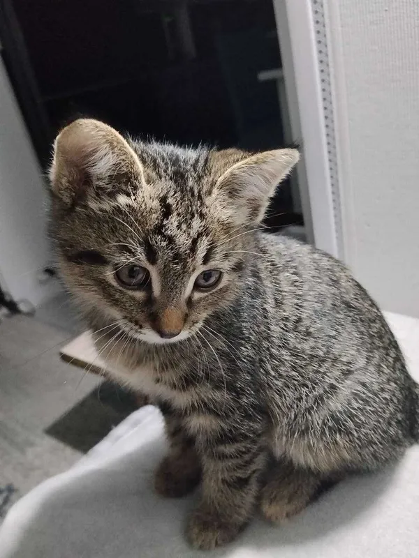 Котенок 2.5 месяца — фото 3
