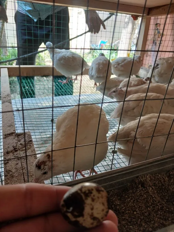 Тухум кояпган беданалар