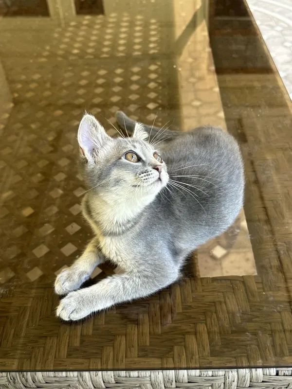 Котенек скоттиш страйт 2
