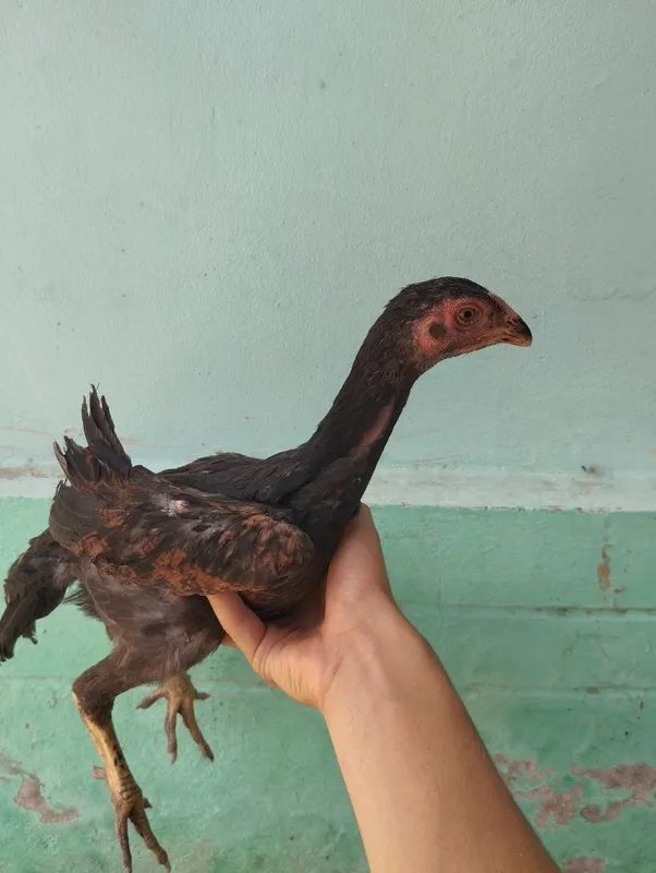 Dakan jojalari bor 7 Dakan jojalari bor 7