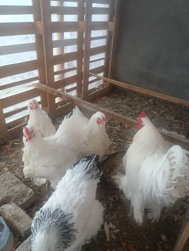 Birama tovuq xorozlari 8 Birama tovuq xorozlari 8