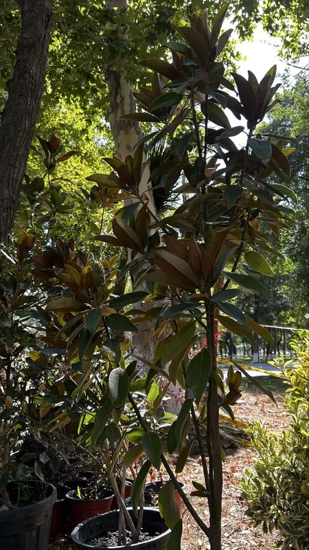 Magnoliya kichik