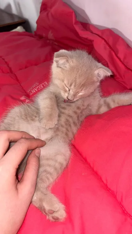 котята/mushukchalar 1
