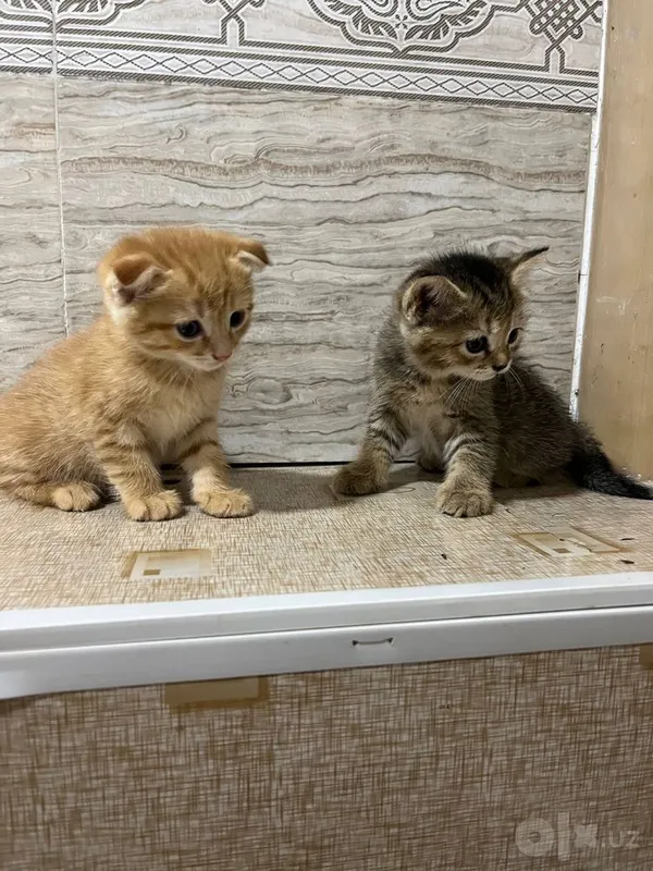 Жёлтый котёнок, 2 месяца Жёлтый котёнок, 2 месяца