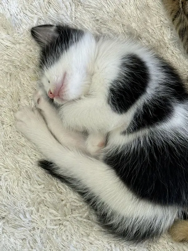 Отдам в хорошие ручки котят/4 кошки — фото 5