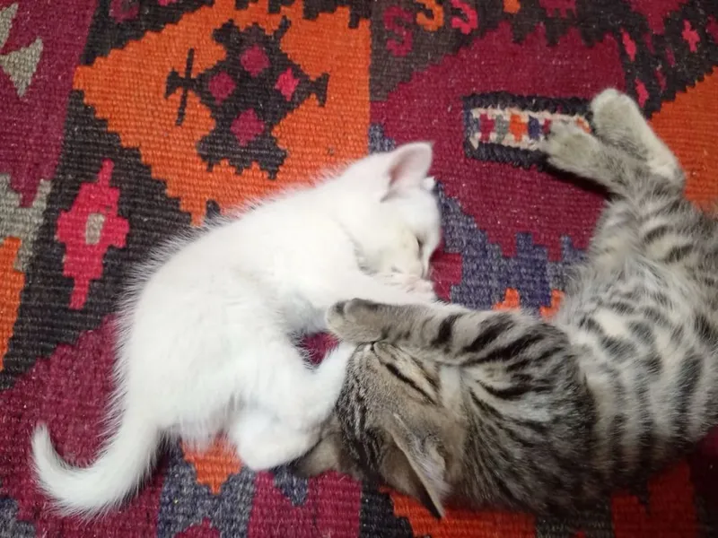 отдаются котята в добрые руки — фото 3
