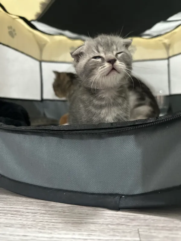 Котята 🐈⬛