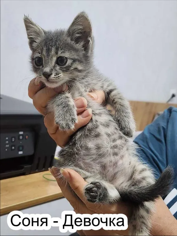 Отдам котят в добрые руки! 4 Отдам котят в добрые руки! 4