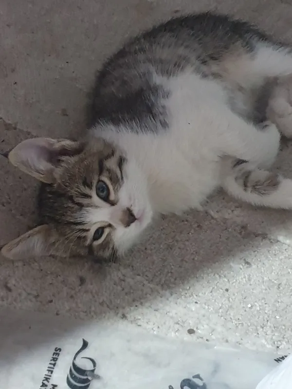 Отдам в добрые руки котят 3 Отдам в добрые руки котят 3