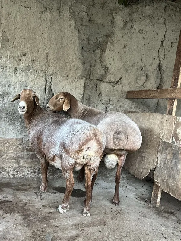 Arashan qochqor va sovluq sotiladi 1 Arashan qochqor va sovluq sotiladi 1