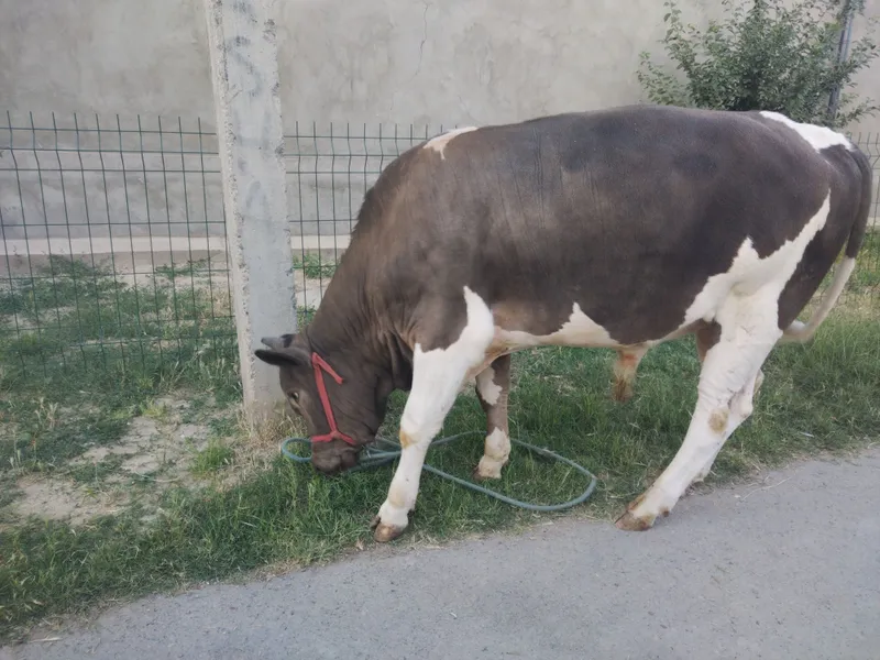 Buqa sotiladi boyi 130