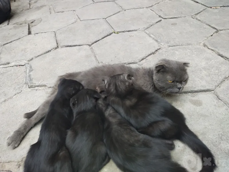 Британский скотиш фолд 7 Британский скотиш фолд 7
