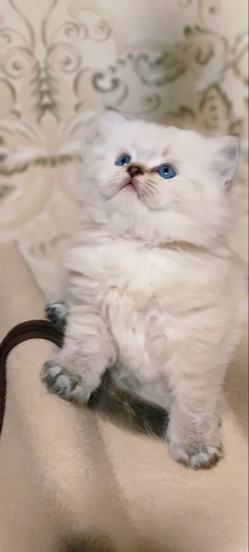 Вязка кот Скоттиш Страйт Хайленд колор Поинт — фото 8
