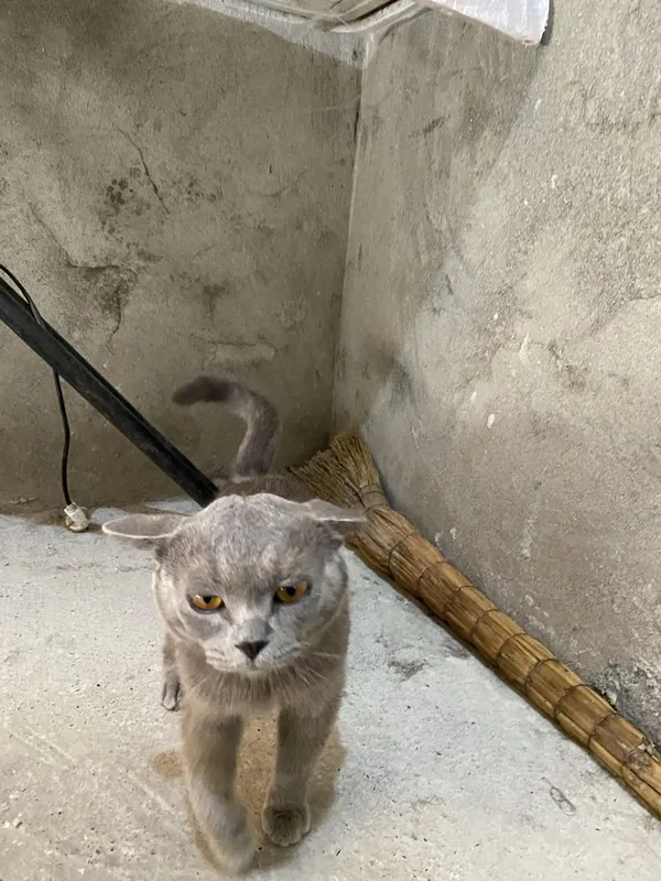 Zotdor mushuk shatlantski aybi yoq jinsi erkak 2 Zotdor mushuk shatlantski aybi yoq jinsi erkak 2