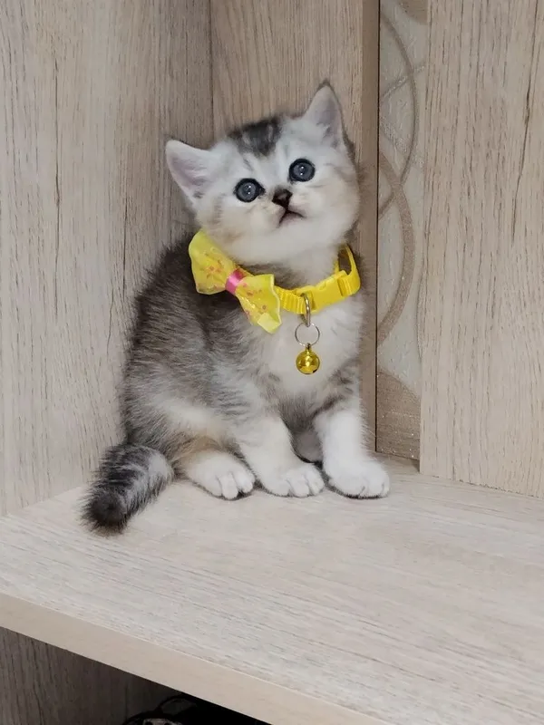 Скоттиш страйт продажа 2