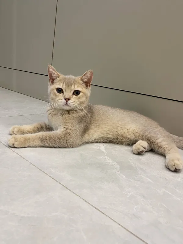 Кошка 1 Кошка 1
