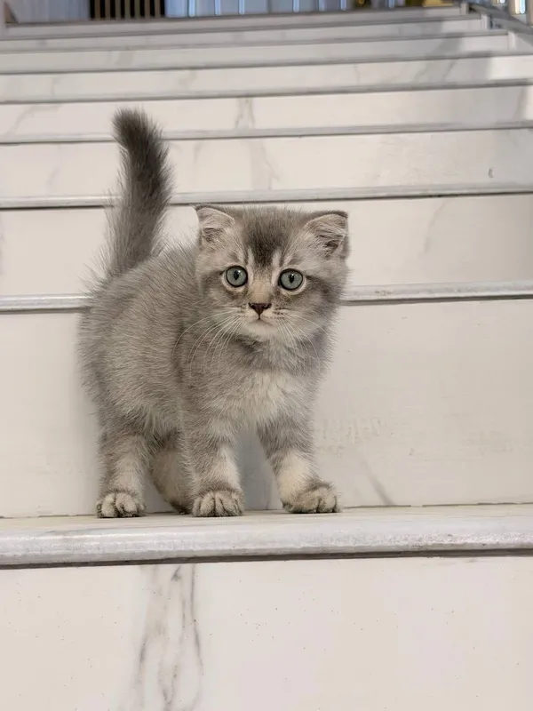 Продам четырёх котят 2 Продам четырёх котят 2