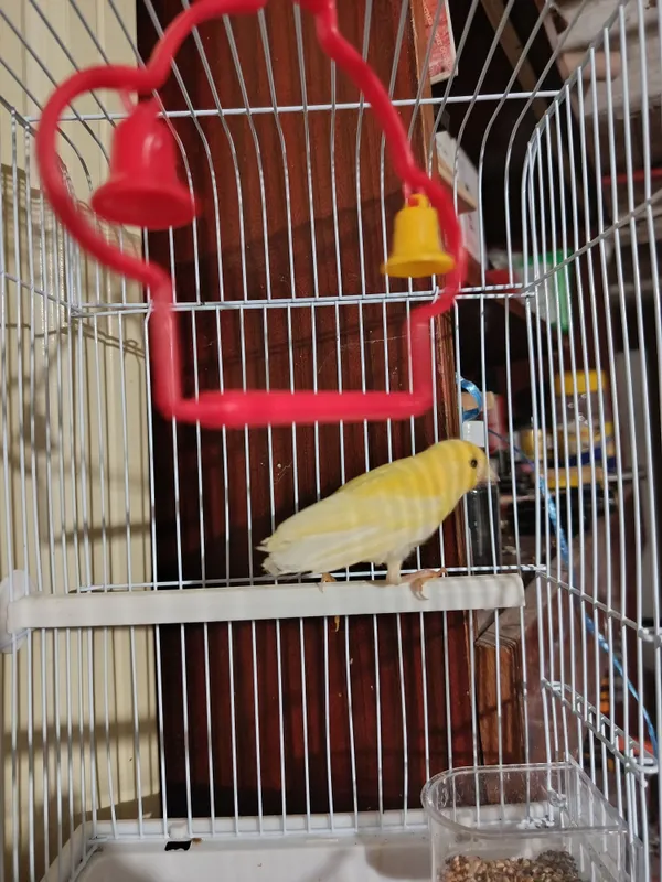 Канарейка 1 ойлик 1