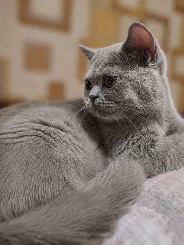 Британская короткошёрстная 1 Британская короткошёрстная 1