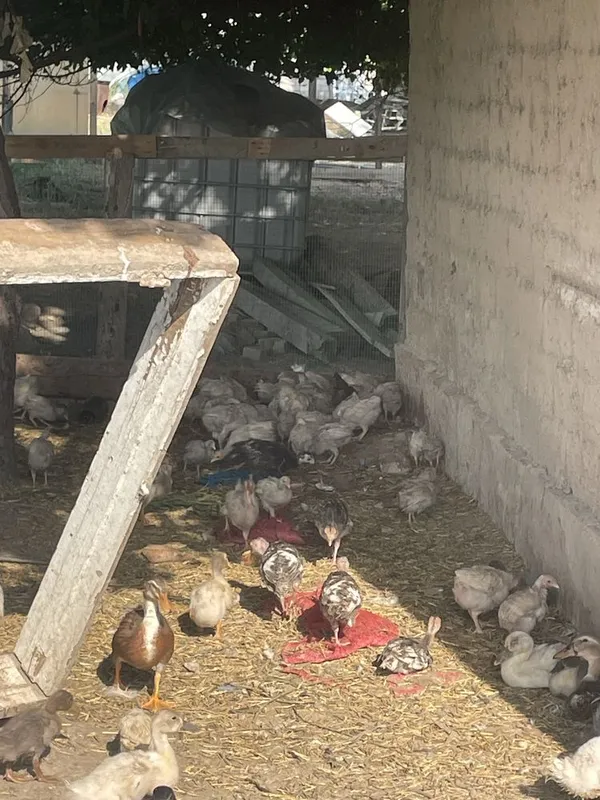 Ordaklar nasil yonalishida foydalanib qolilar 20 dona bor 4
