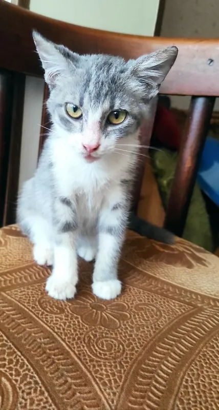 Пристраивпются котята ,в любящие руки 3 Пристраивпются котята ,в любящие руки 3