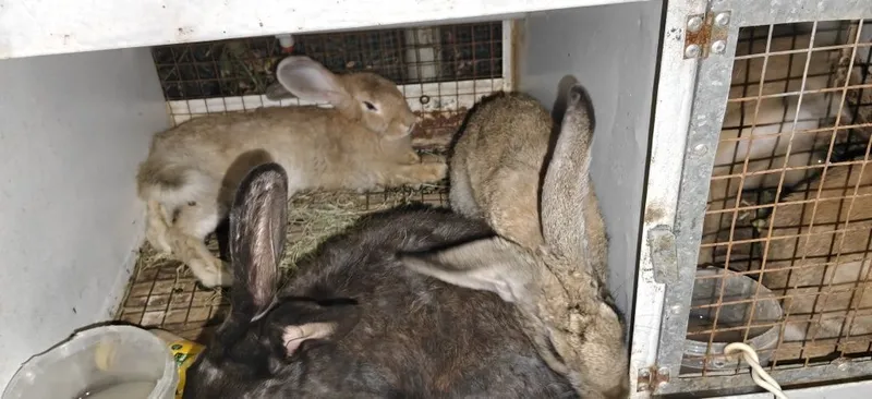 plandr quyonlar narxiga javob olsangiz kelishtirib beraman qafasi bor 8 plandr quyonlar narxiga javob olsangiz kelishtirib beraman qafasi bor 8