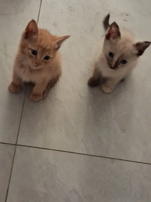 Сиамский котёнок и рыжий лохматик 6 Сиамский котёнок и рыжий лохматик 6