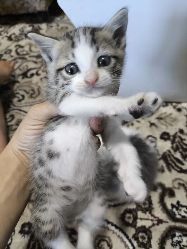 Мушукча, Котенок! Хадияга!в добрые руки