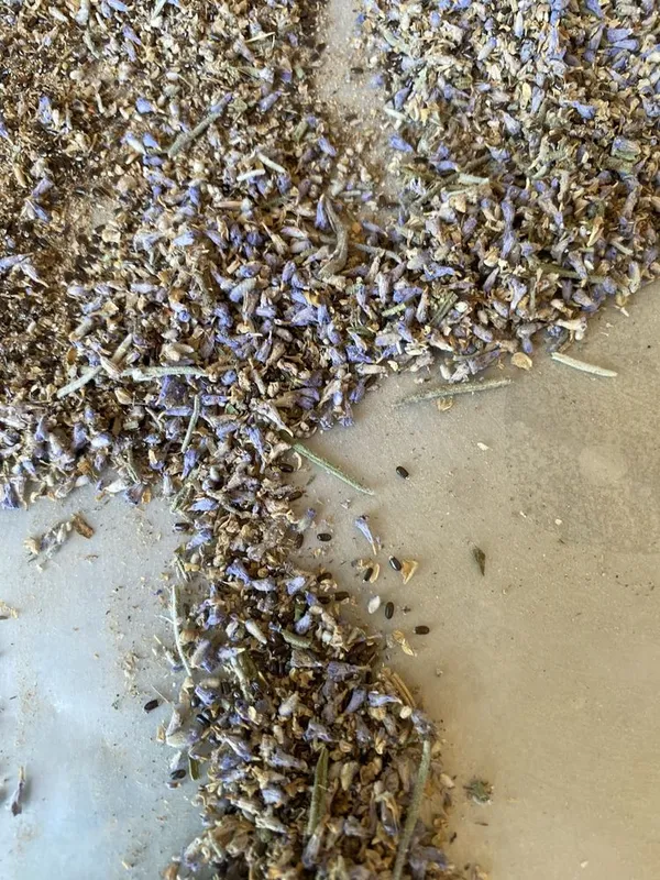 Lavanda urugi bor fransuskiy — фото 2