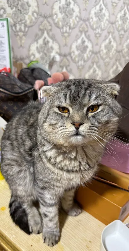 Продаю Скотиш Фолд кошки — фото 4