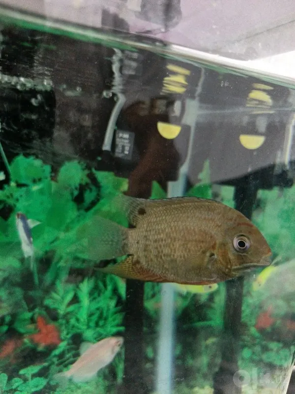 Severum baliq sotiladi 2 Severum baliq sotiladi 2