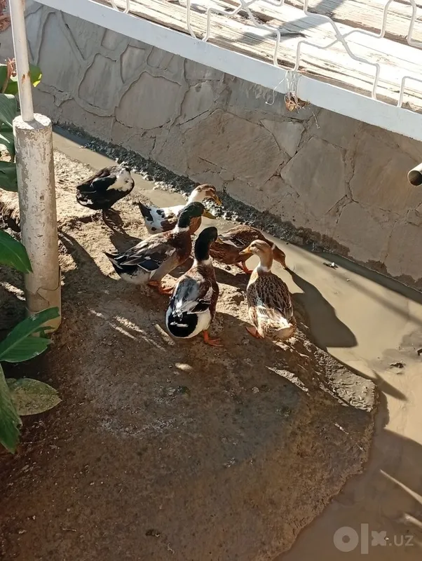 Urdak sotiladi sogʻlom 2 Urdak sotiladi sogʻlom 2