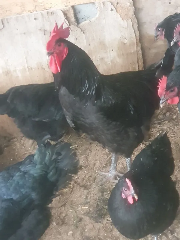 Xöroz Qora shazoda va sotiladi