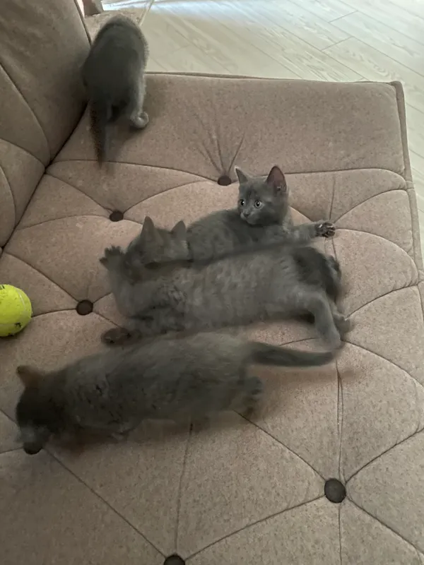 Продаются котята — фото 2
