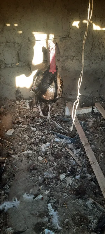 Продаются индюки самцы и самки 1
