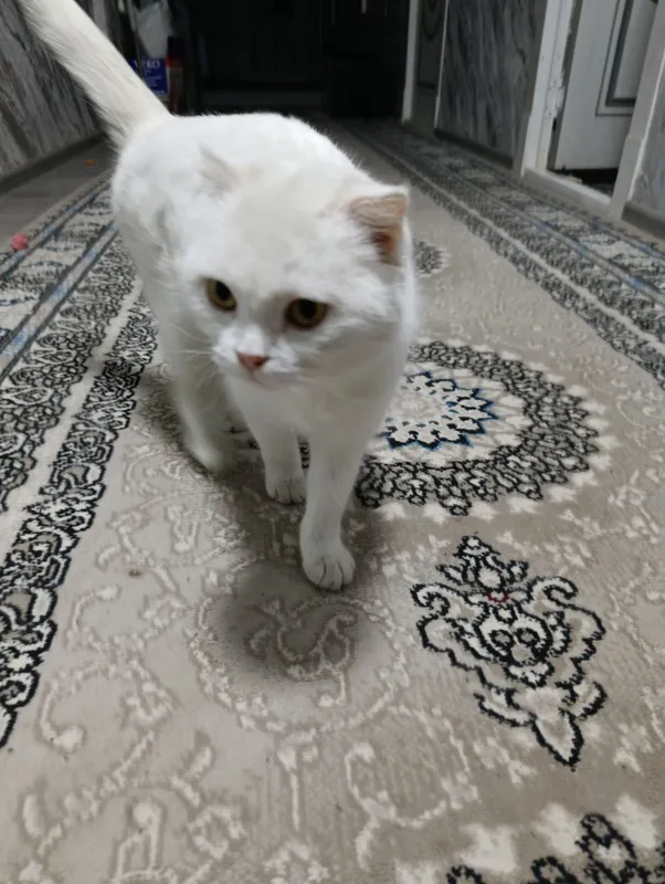 Скотиш Фольд — фото 2