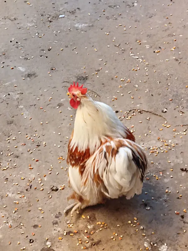 Choyne xoroz sotladi 4 Choyne xoroz sotladi 4
