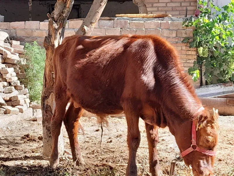 Buqacha sog'lom sotiladi — фото 1