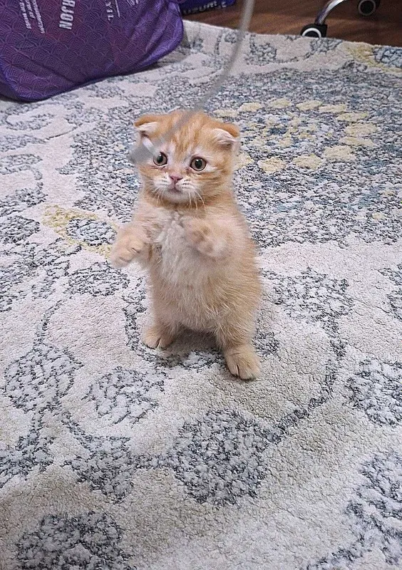 Вислоухая вислоухи(й)(е) котёнок кошка шотландски(е)(й) 2 Вислоухая вислоухи(й)(е) котёнок кошка шотландски(е)(й) 2