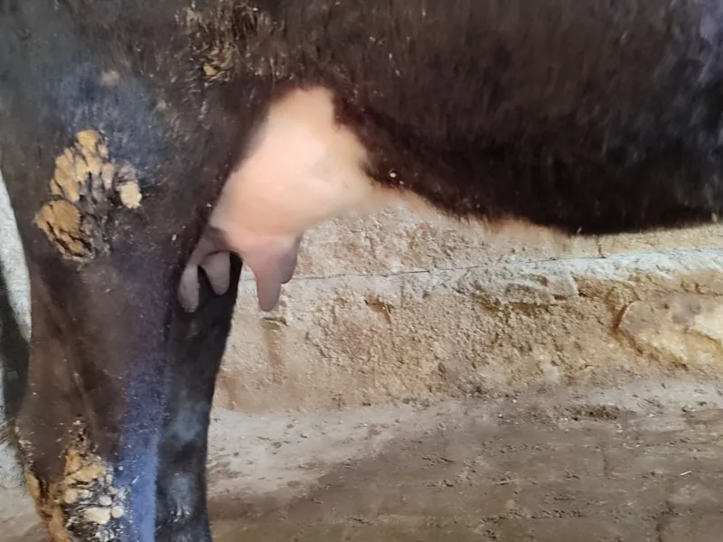 Mol sotiladi yuvosh 4 Mol sotiladi yuvosh 4