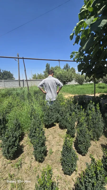 Harxil turdagi archalar va daraxtlar bor — фото 2