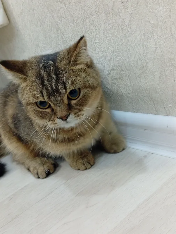 zotdor shinshilla 2
