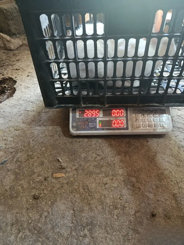 Quyon sotiladi samka 5 Quyon sotiladi samka 5