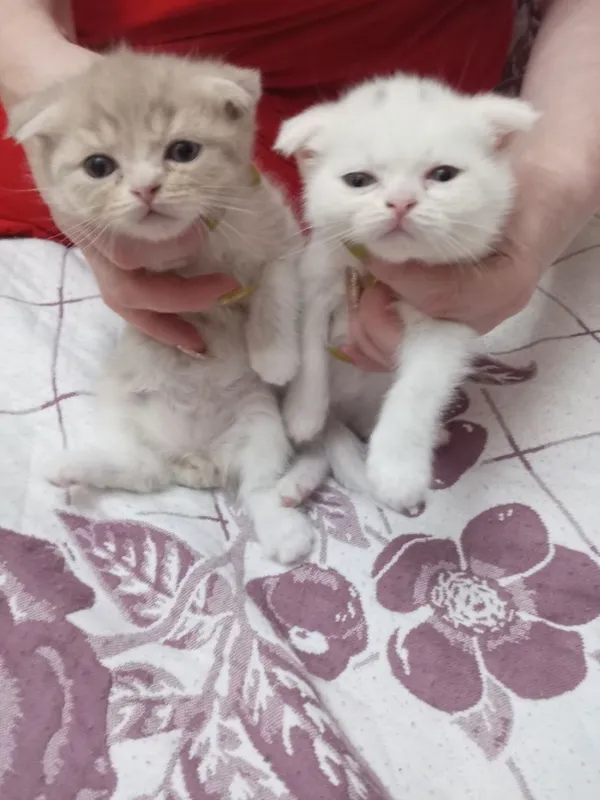 Продаются котята 5 Продаются котята 5