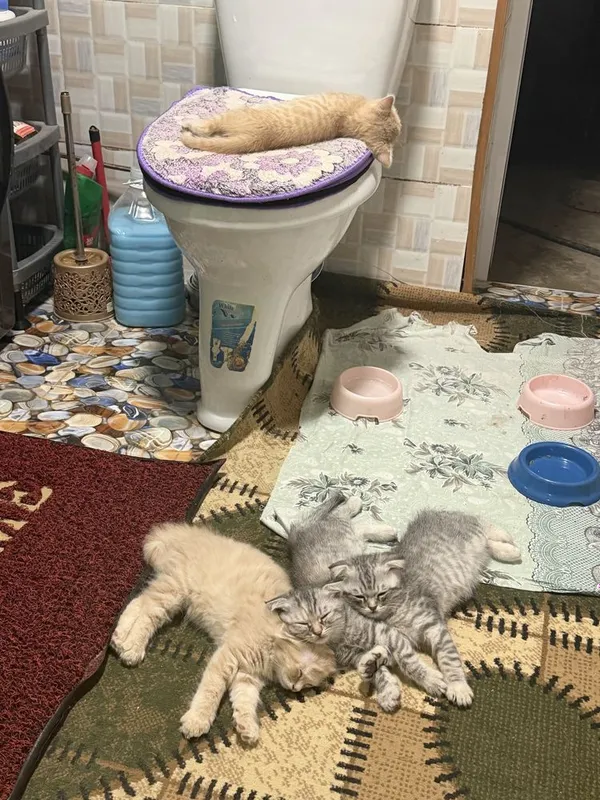 Продаются шотланские котята (скотиш фолд, страйд) 5 Продаются шотланские котята (скотиш фолд, страйд) 5